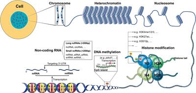 Frontiers | Role Of Epigenetic Regulation In Plasticity Of Tumor Immune ...